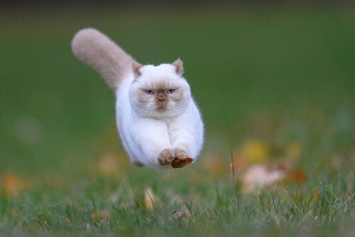 cats2_0779.jpg