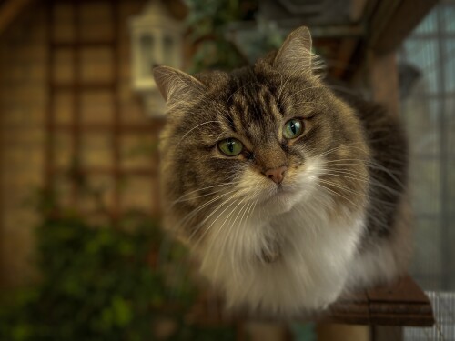 cats2 0783