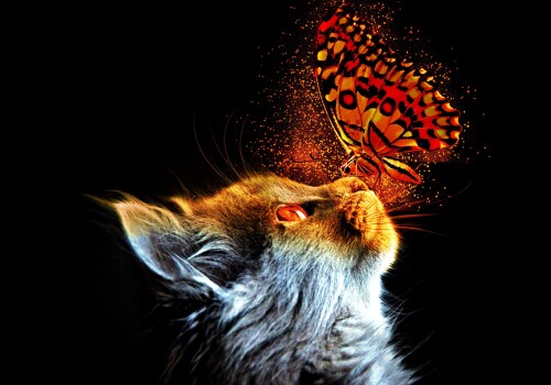 cats2 0784