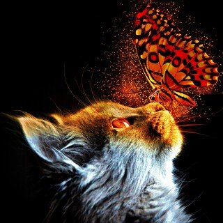 cats2_0784