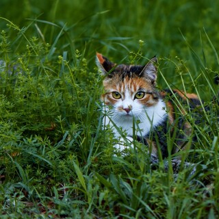 cats2_0785