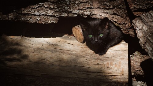 cats2 0793
