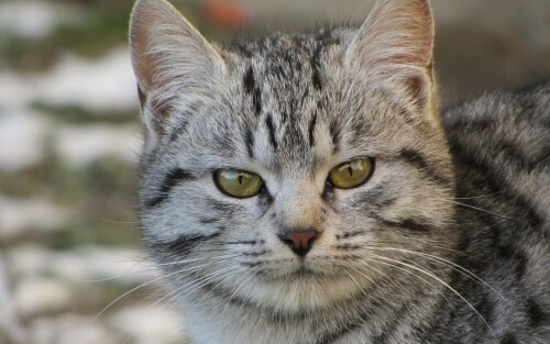 cats2 0800
