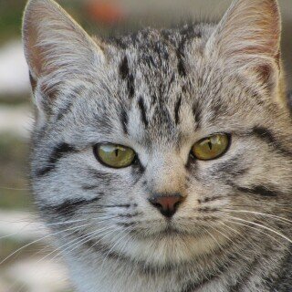 cats2_0800
