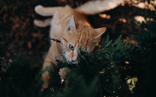 cats2 0801