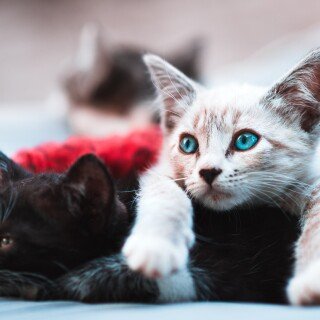 cats2_0806