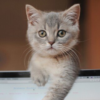 cats2_0813
