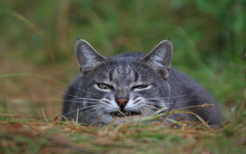 cats2 0816