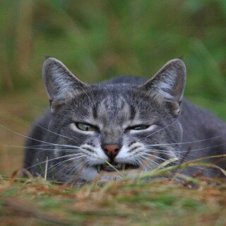 cats2_0816