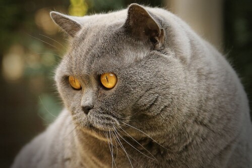 cats2 0817