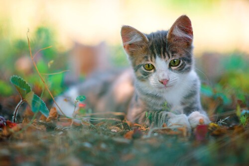 cats2 0824