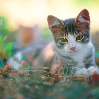 cats2_0824