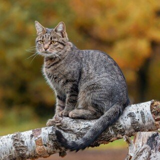 cats2_0829