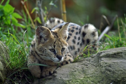 cats2_0830.jpg