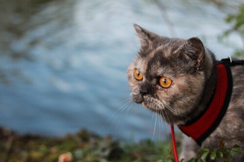cats2_0834.jpg