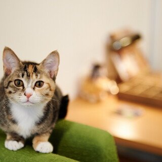 cats2_0839