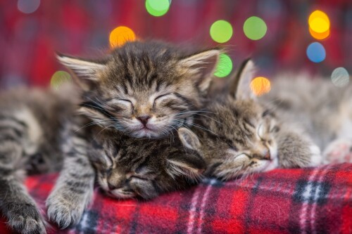 cats2 0843