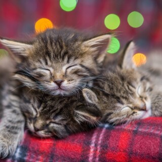 cats2_0843