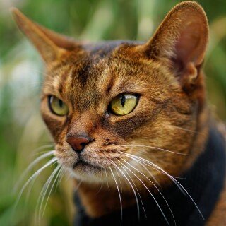 cats2_0847