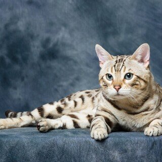 cats2_0859