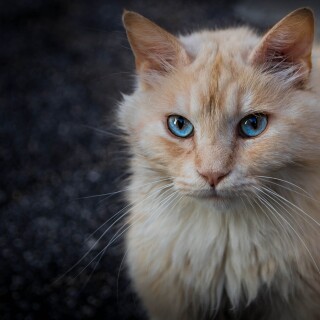 cats2_0860