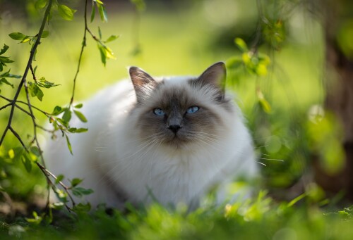 cats2 0862