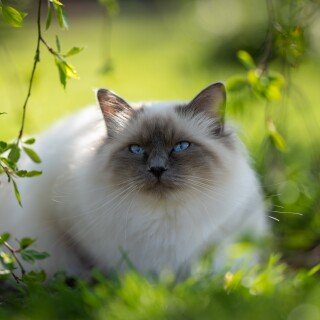 cats2_0862