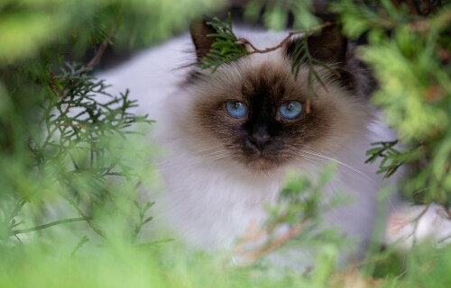 cats2 0867