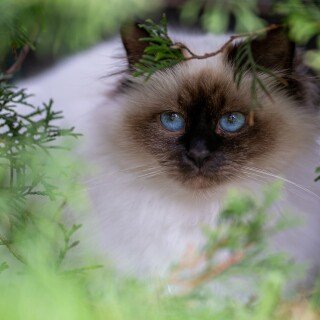 cats2_0867