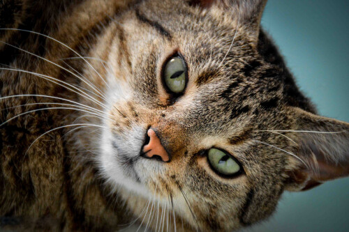 cats2 0874