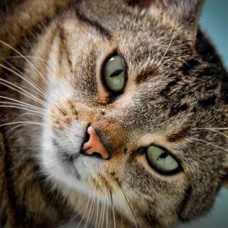 cats2_0874