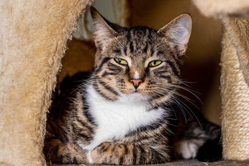 cats2_0875.jpg