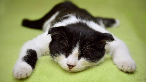 cats2_0876.jpg