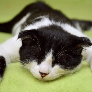 cats2_0876