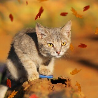 cats2_0889