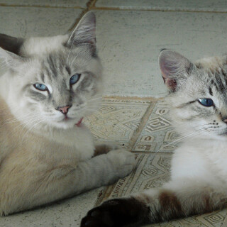 cats2_0894