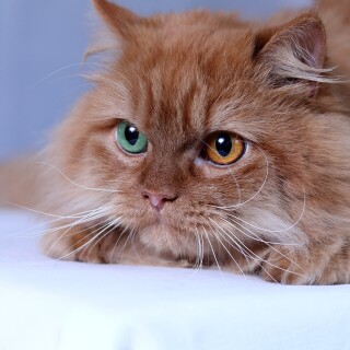 cats2_0897