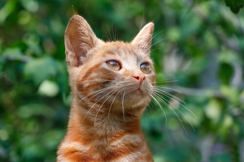 cats2 0899