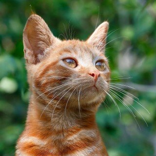 cats2_0899