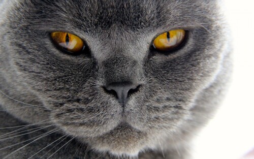 cats2 0901