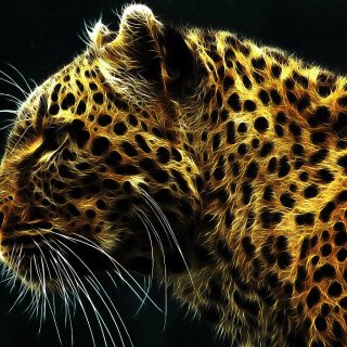 cats2_0902