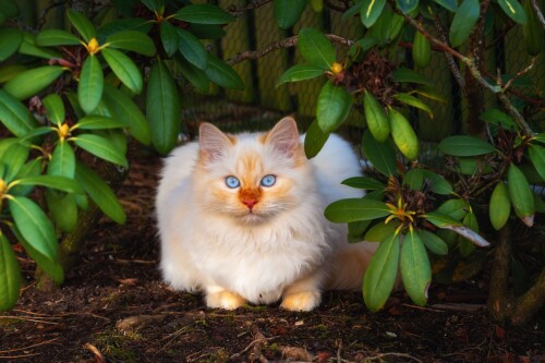 cats2 0908