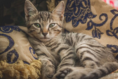 cats2 0914
