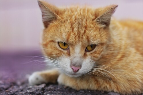 cats2 0923