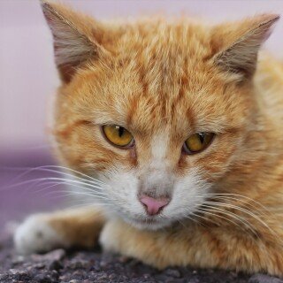 cats2_0923
