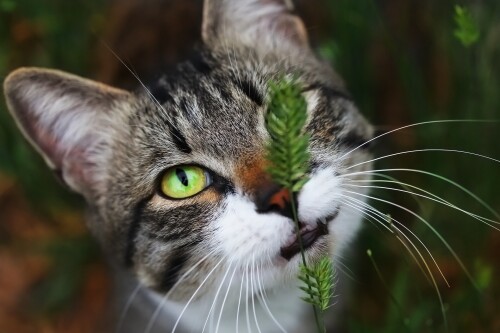 cats2 0929