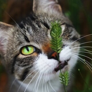 cats2_0929