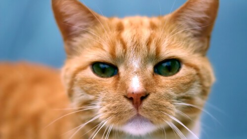 cats2 0930