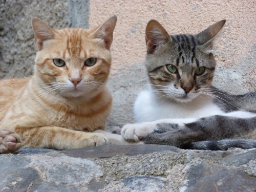 cats2 0934