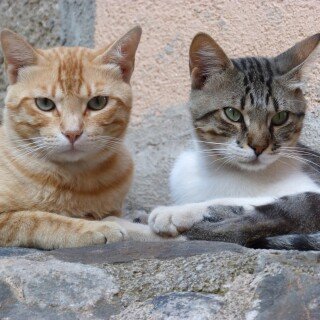 cats2_0934